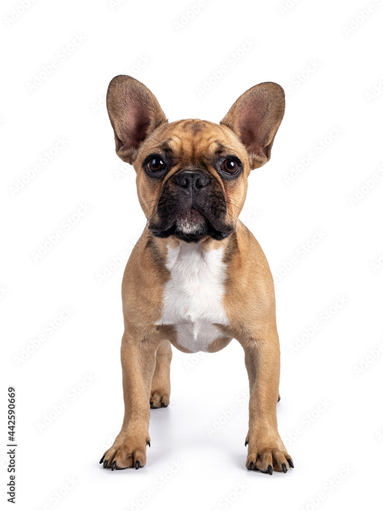 Cute young fawn French Bulldog youngster, standing facing front. Looking towards camera. Isolated on white background.