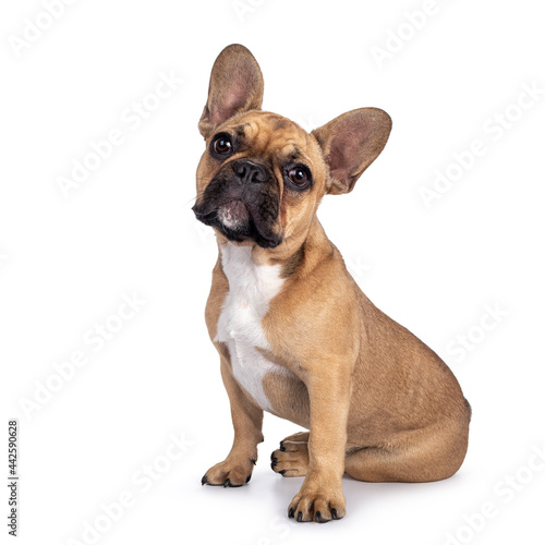 Cute young fawn French Bulldog youngster, sitting side ways. Looking towards camera. Isolated on white background. © Nynke