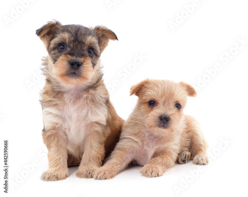 Two small dogs.