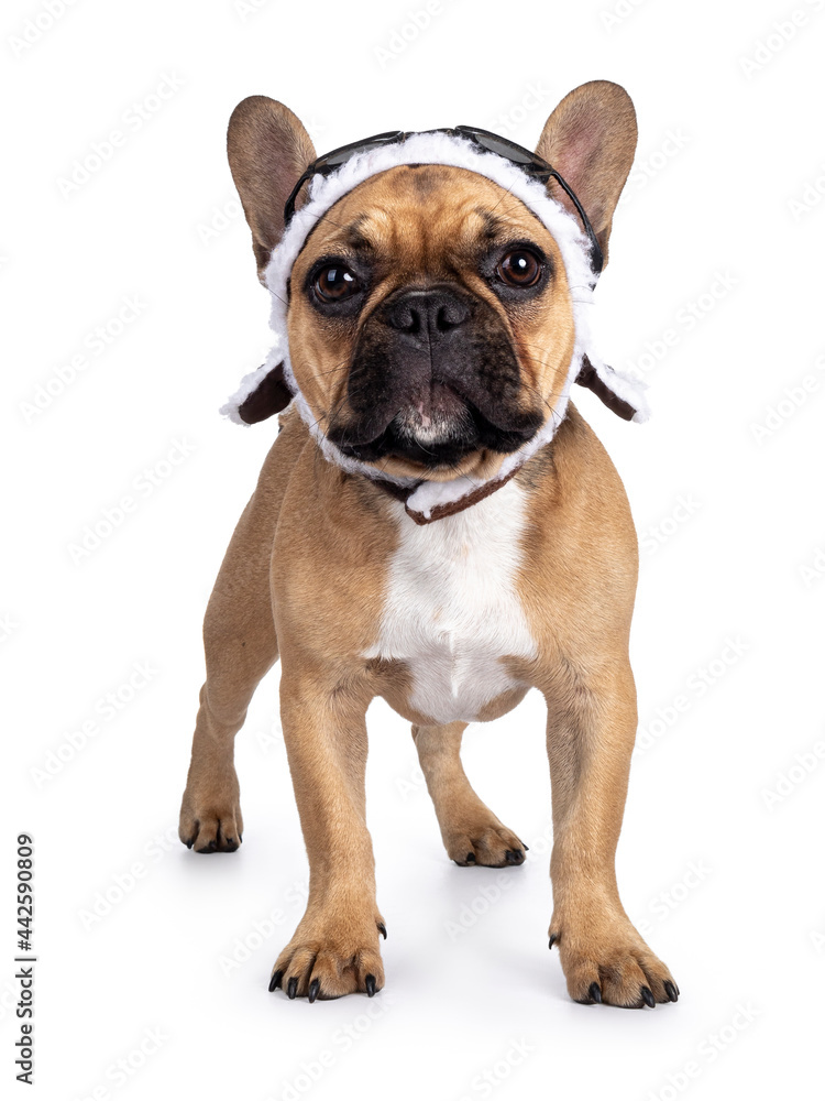 Cute young fawn French Bulldog youngster, standing facing front wearing brown pilot hat and goggles. Looking towards camera. Isolated on white background. Cute young fawn French Bulldog youngster, standing facing front wearing brown pilot hat and goggles. Looking towards camera. Isolated on white background.