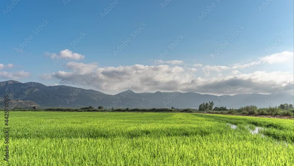 Time lapse of Oliva's wetlands, with green rice fields, at sunset. Time lapse of Oliva's wetlands, with green rice fields, at sunset.