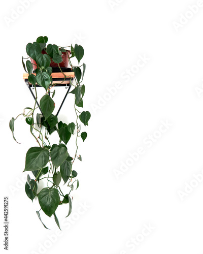 Hanging isolated potus green plant Epipremnum aureum on a white wall indoors, vertical decoration and copy space photo