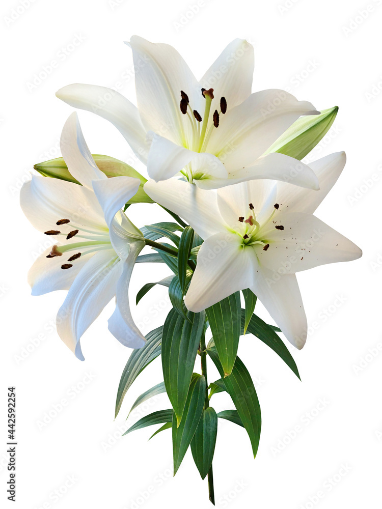 Three white lilies isolated on white background Three white lilies isolated on white background