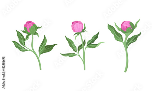 Pink Peony Flower Bud on Green Stems with Leaves Vector Set