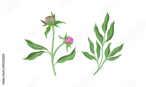 Pink Peony Flower Bud on Green Stems with Leaves Vector Set
