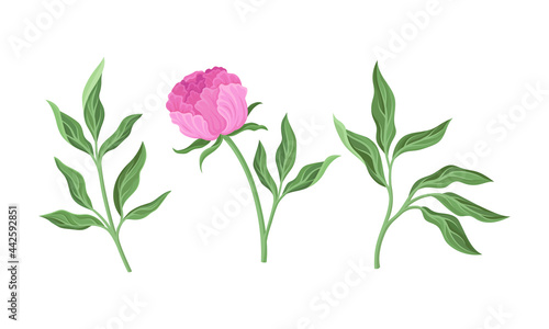 Pink Peony Flower Bud on Green Stems with Leaves Vector Set