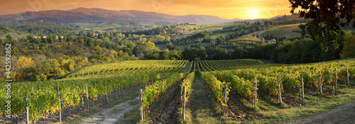 Beautiful vineyards in Tuscany at sunset near Greve in Chianti. Tuscany  Italy