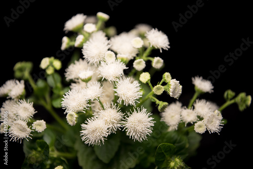 Wallpaper Mural a bouquet of many white fluffy flowers of ageratum on a black background Torontodigital.ca