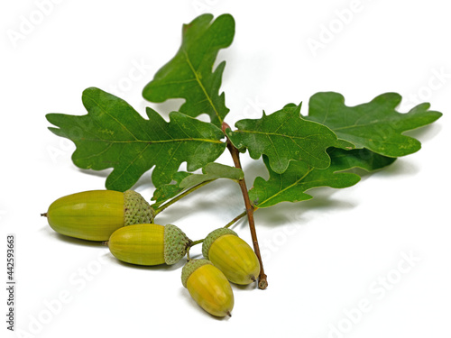Früchte der Stieleiche, Quercus robur L. photo