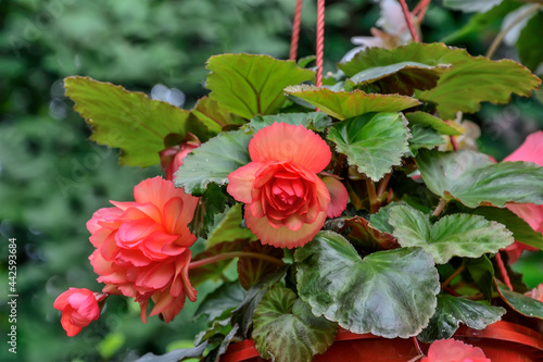 Foto Bright red big flowers of tuberous begonias (Begonia tuberhybrida) in the garden