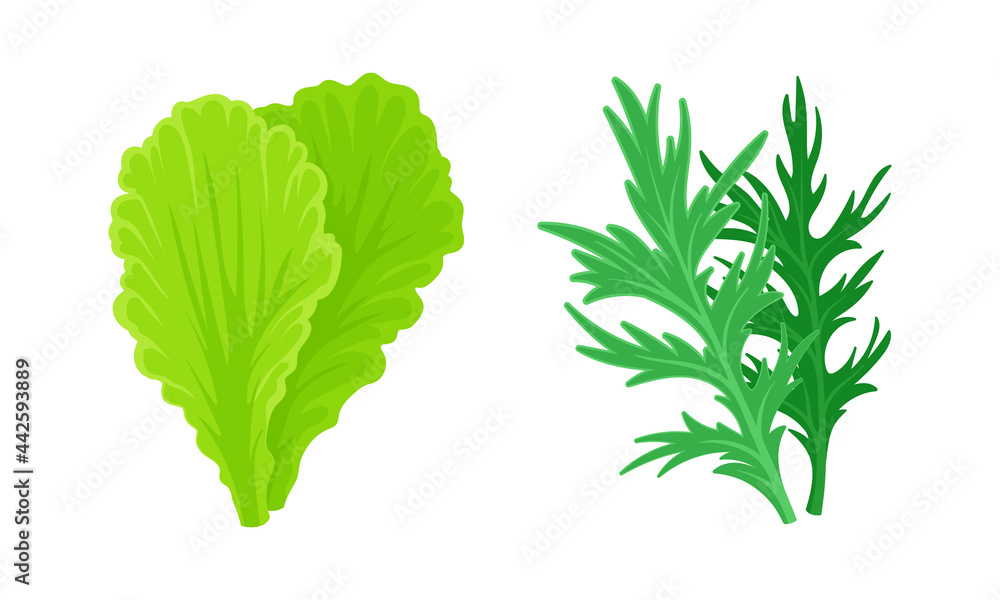 Leaf Vegetables or Vegetable Greens as Salad Ingredient Vector Set Leaf Vegetables or Vegetable Greens as Salad Ingredient Vector Set