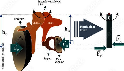 Lever action of the middle ear – The middle ear acts as an impedance transformer or pressure intensifier that increases the pressure of the sound waves at the oval window