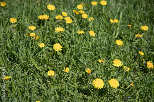 Green grass with yellow dandelion flowers. The beginning of summer