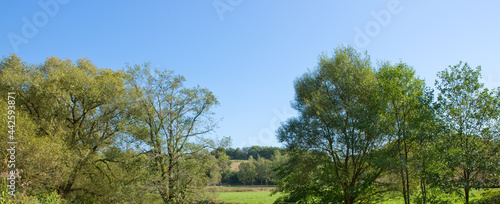 Sunny landscape with green trees and blue sky .