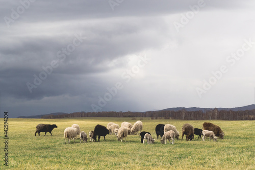 sheeps on pasture over stormy sky. quality photo