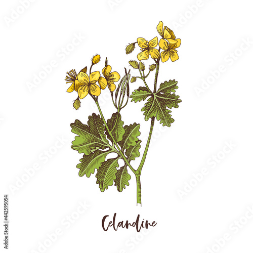 Branch of Celandine. Medicinal herb