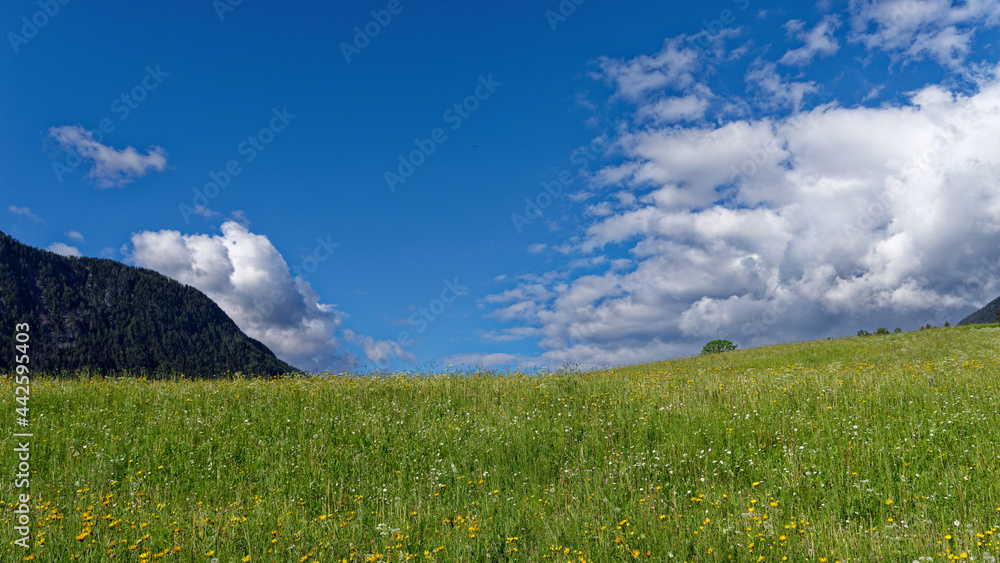 Fototapeta premium Grüne Sommerwiese in Tirol
