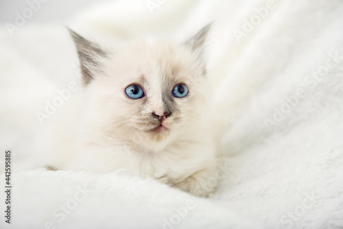 White kitten with blue eyes gray ears. Portrait of beautiful fluffy white kitten. Cat animal kitten lies on white soft plaid