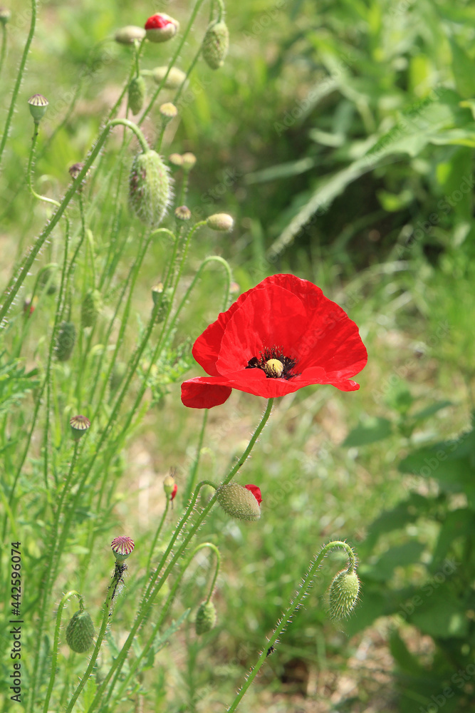 Fototapeta premium bright beautiful summer poppies in the botanical garden