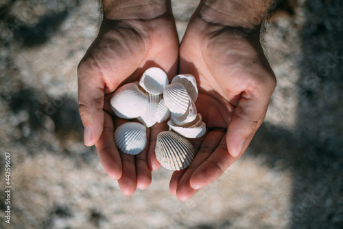 White shells in male hands on a sand background.