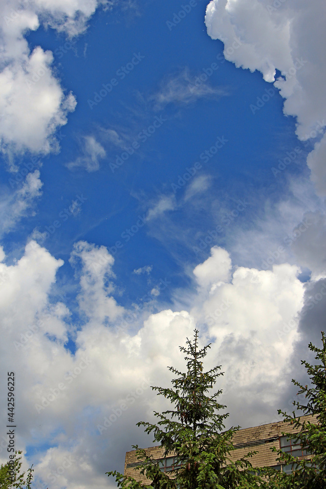Fototapeta premium bizarre clouds in the blue summer sky