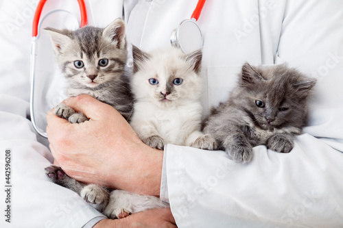 Many kittens cats in male vet doctor hands for check health, animal pets check up. Man holding hugging Little fluffy kittens family group. Mammal animal cats in veterinary clinic.