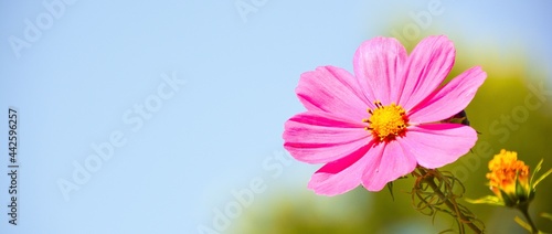 pink cosmos flowers - nature background banner