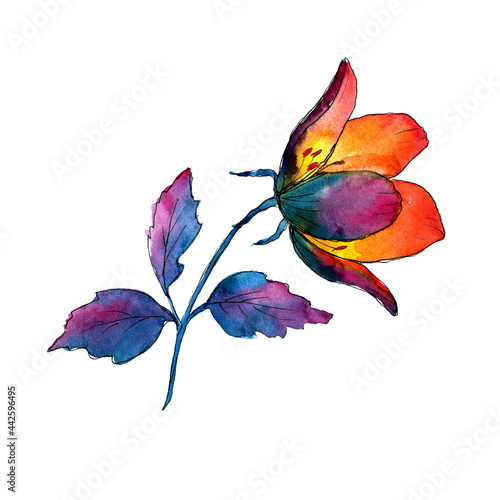 Vibrant summer flower watercolor botanical illustration isolated