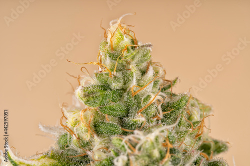 Detail of an AK-47 Cannabis plant isolated in pastel color background