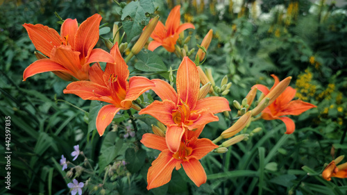 Orange lilies and green leaves in the garden close-up © Aleksei