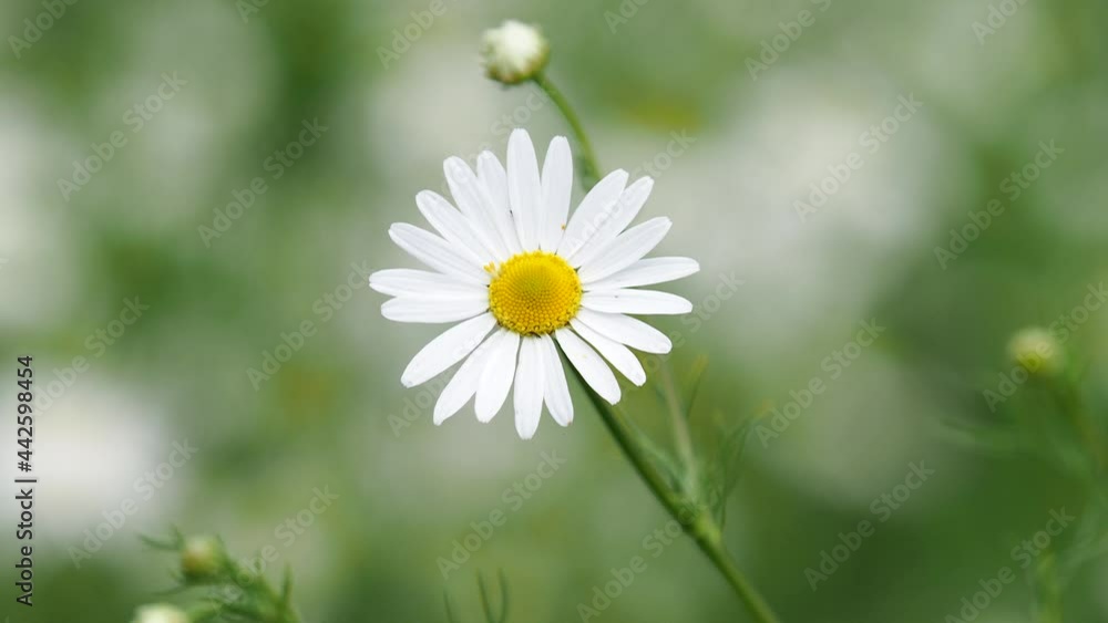 Single white yellow chamomile flower, Anthemis arvensis Single white yellow chamomile flower, Anthemis arvensis