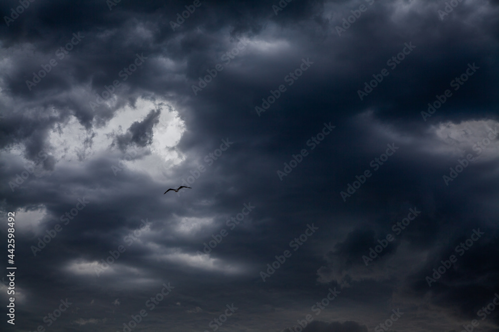 Black-blue clouds cover the sky. where the seagull roars in the middle of the frame. The bird fights with the wind and flies in the center of the frame. Stormy dark skies. Dramatic shot.