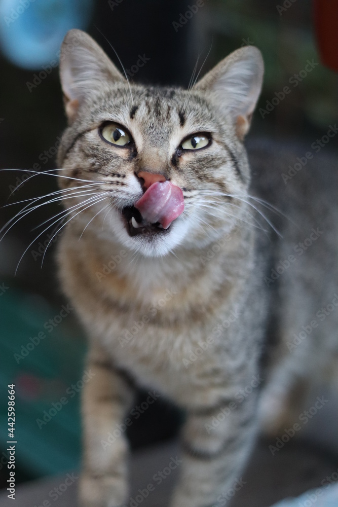 Obraz premium tabby cat portrait