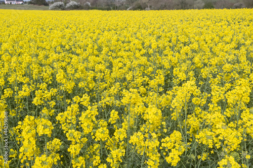 Field of canola in Brittany