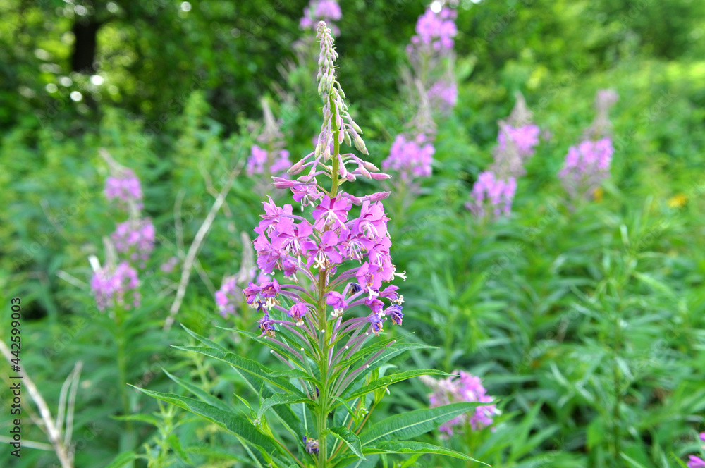 Obraz premium Epilobium angustifolium blooms in nature in summer