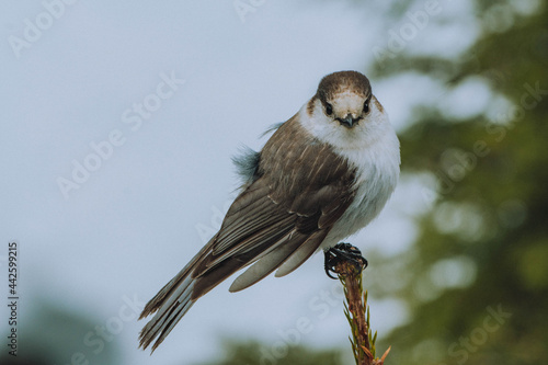 A Canada Jay bird perched on a branch in Mount Ranier National Park in the United States' Pacific Northwest. 