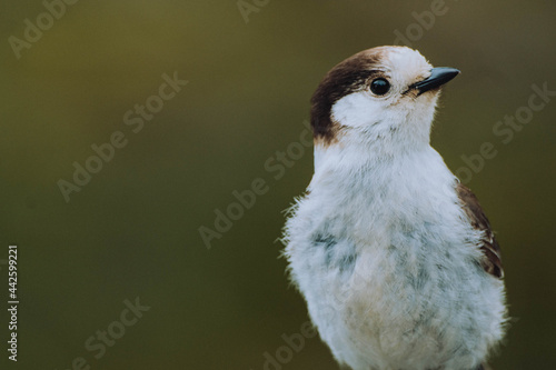 A Canada Jay bird perched on a branch in Mount Ranier National Park in the United States' Pacific Northwest. 