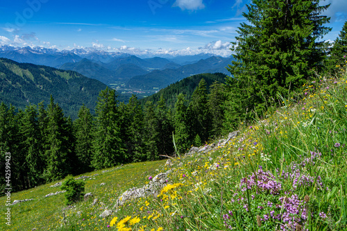 Wanderung zum Fockenstein zwischen Tegernsee und Lenggries in den bayrischen Alpen - wunderschöne blühende Wiese / Alm mit Blick auf Lenggries im Tal photo