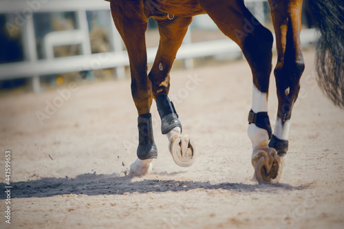 Legs of a sporting savvy horse in knee-caps