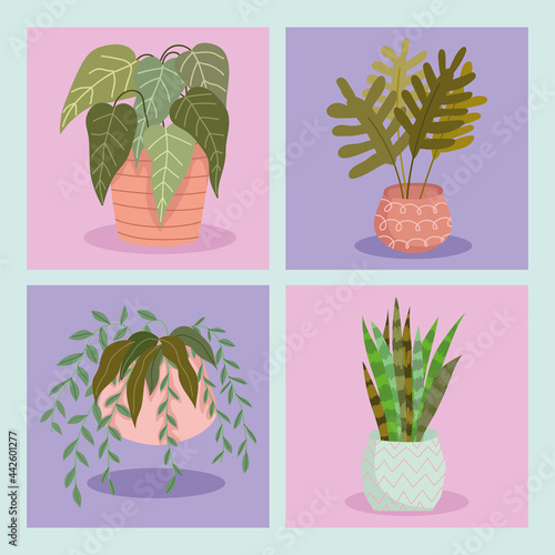 set of decorative houseplant
