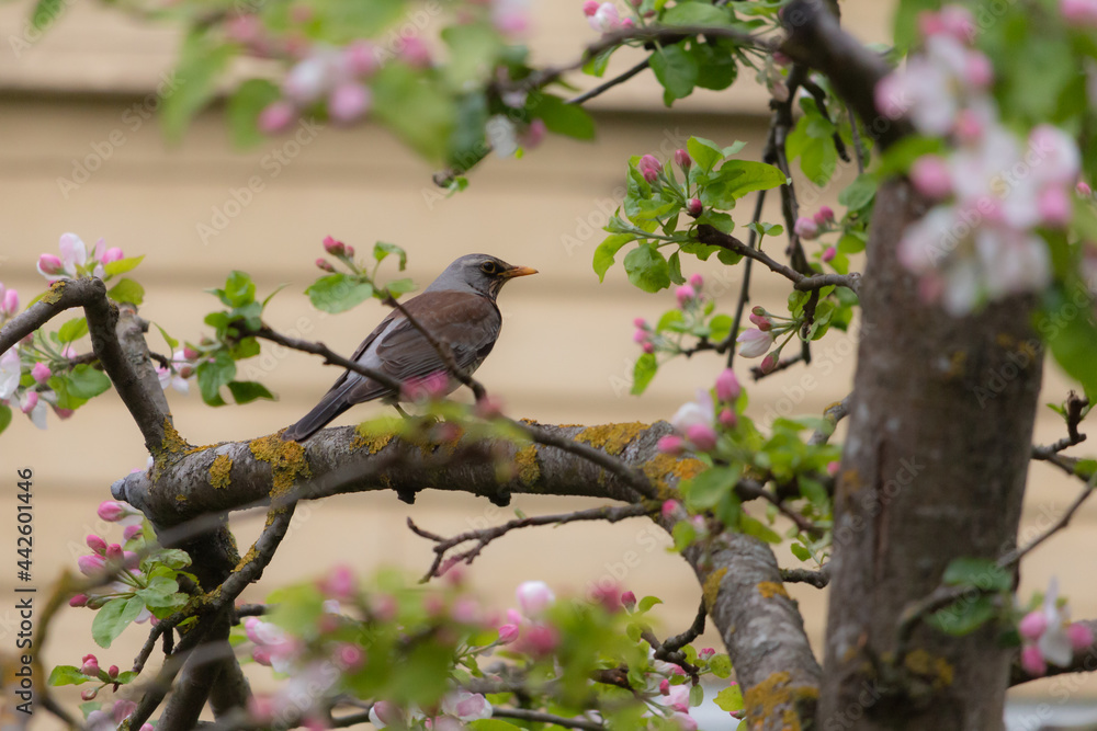Fieldfare adult bird are sitting on apple tree. Fieldfare adult bird are sitting on apple tree.