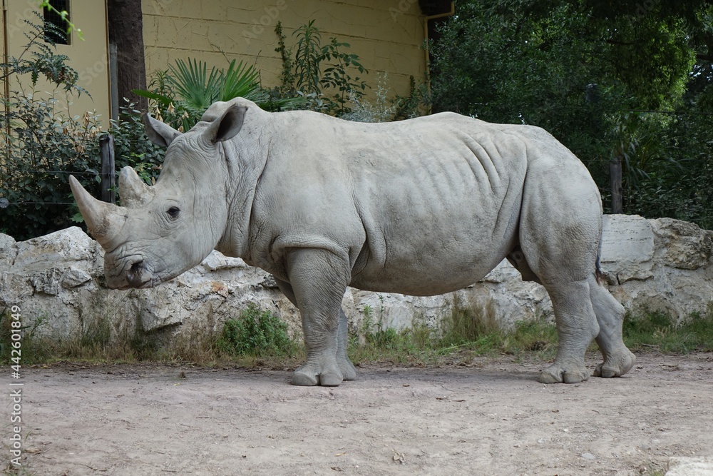 Naklejka premium white rhino