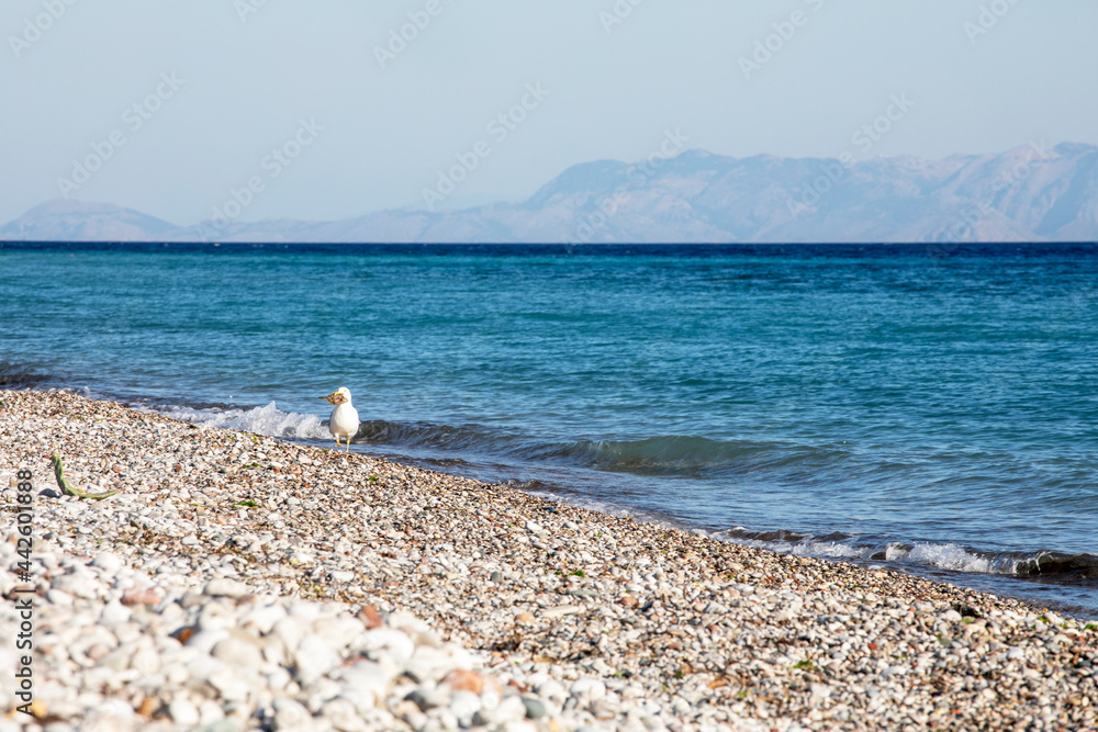 aegean sea with a seagull on a sunny day, horizontal aegean sea with a seagull on a sunny day, horizontal