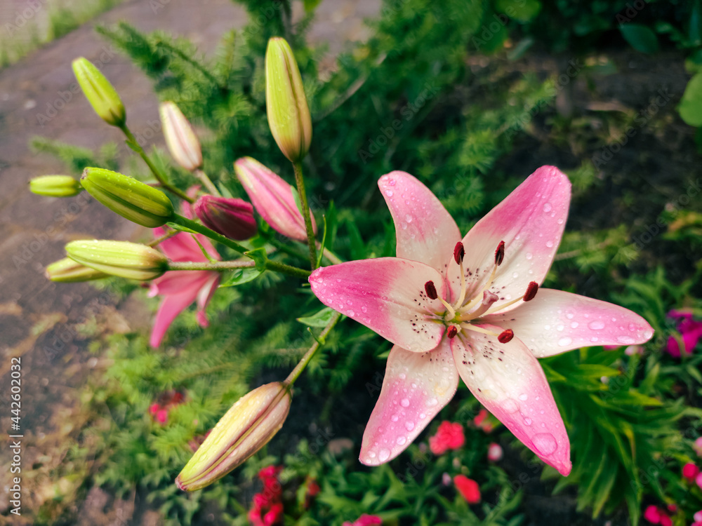 Pink colored lily flowers in a garden