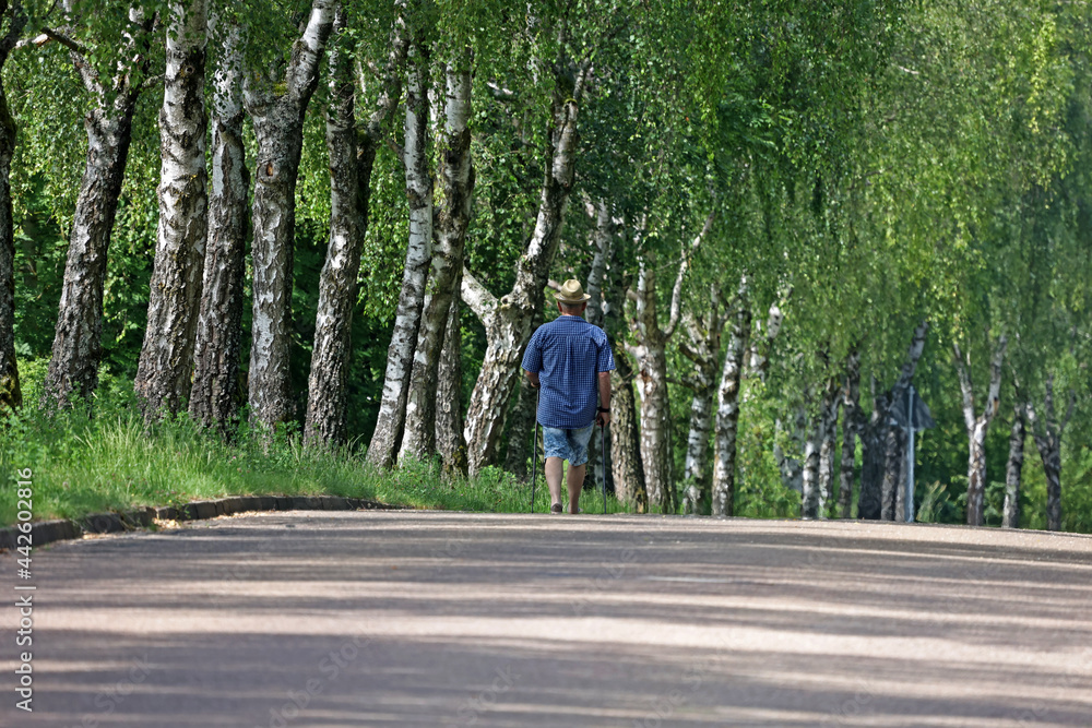 Nordic walking. A man walks along a birch alley.