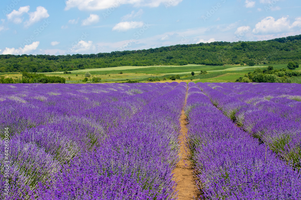 between rows of flowering lavender