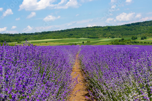a landscape with rows of lavender in the field