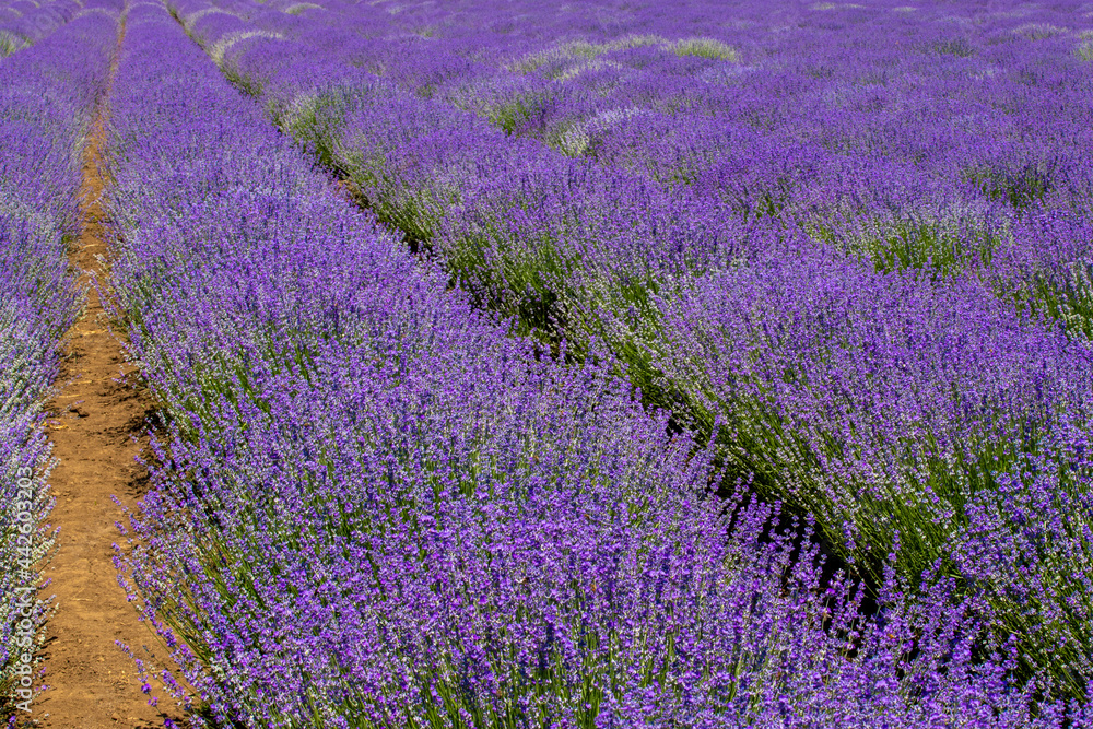 rows of blooming lavender on the field