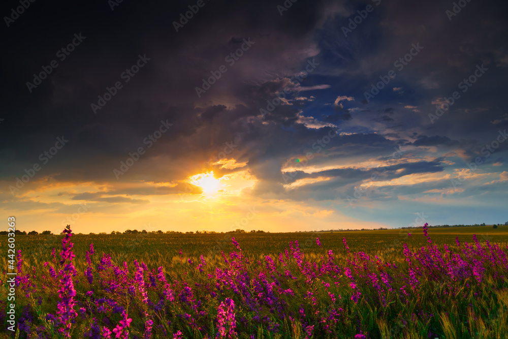 beautiful summer landscape at sunset, wheat field with wild flowers, colorful sky and sunlight through the clouds