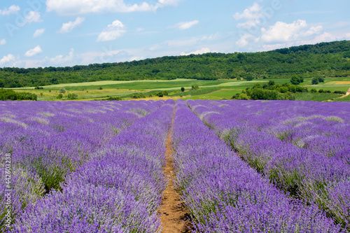 a beautiful landscape with a flowering lavender field